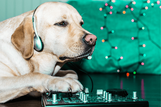 Dog working as a DJ