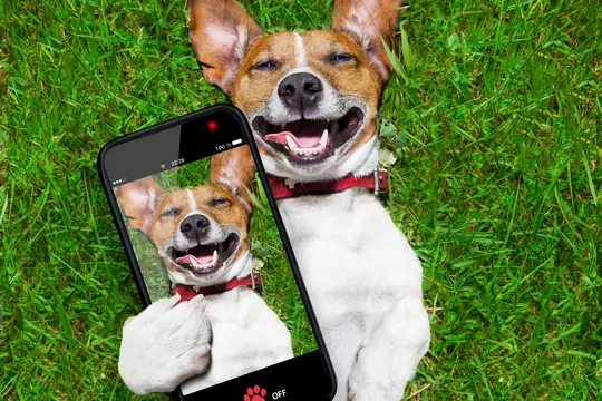 Goofy dog taking a selfie